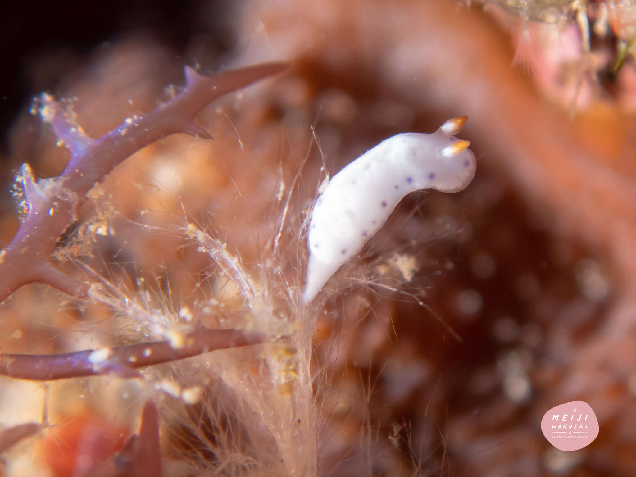 Image de Hypselodoris lacuna Gosliner & R. F. Johnson 2018