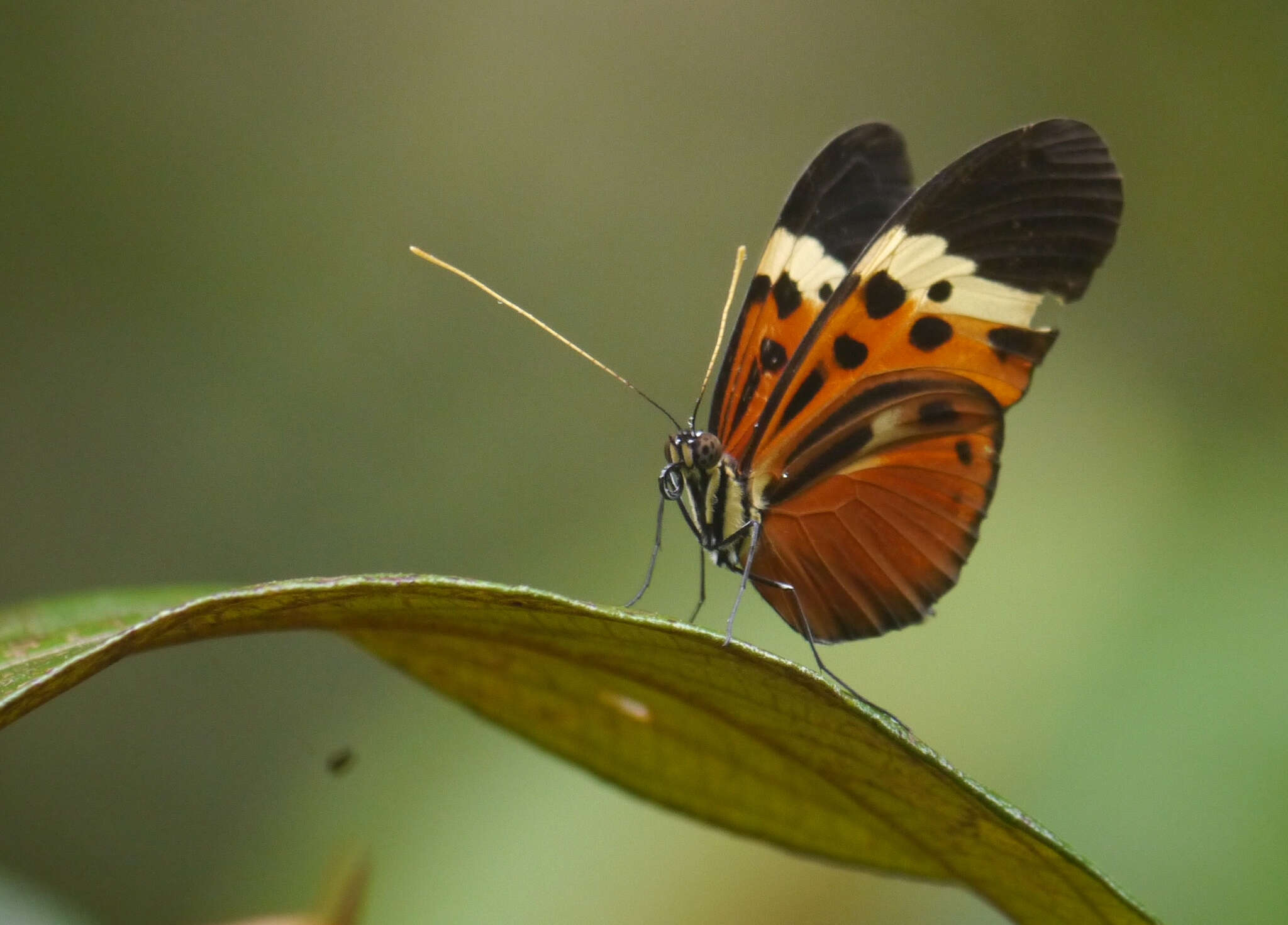 Imagem de Heliconius numatus Cramer 1780