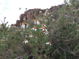 Image of Phymaspermum parvifolium (DC.) Benth. & Hook. fil.