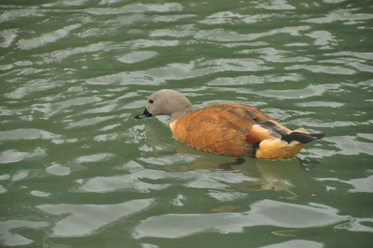 Image of Cape Shelduck