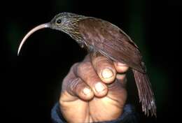 Image of ovenbirds