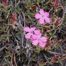 صورة Dianthus haematocalyx subsp. pindicola (Vierh.) Hayek