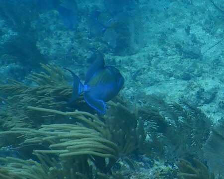 Image of Triggerfish