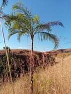 Image of Dypsis madagascariensis (Becc.) Beentje & J. Dransf.