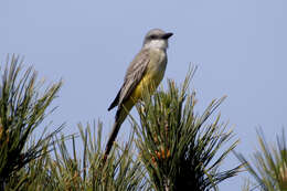 Image of Tropical Kingbird