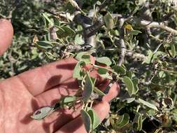 Image of Jatropha canescens (Benth.) Müll. Arg.