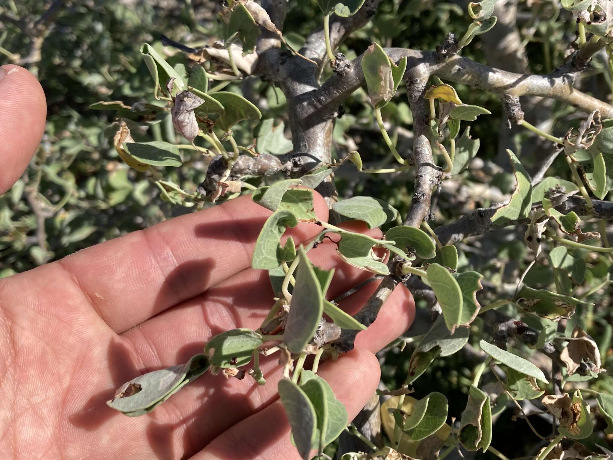 Image of Jatropha canescens (Benth.) Müll. Arg.