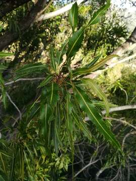 Imagem de Vauquelinia corymbosa Correa ex Humb. & Bonpl.