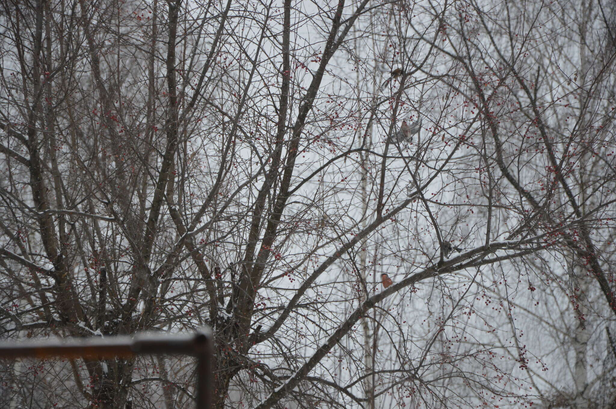 Image of Baikal Bullfinch