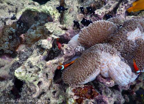 Image of Cinnamon clownfish