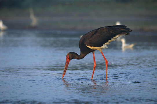 Image of Black Stork