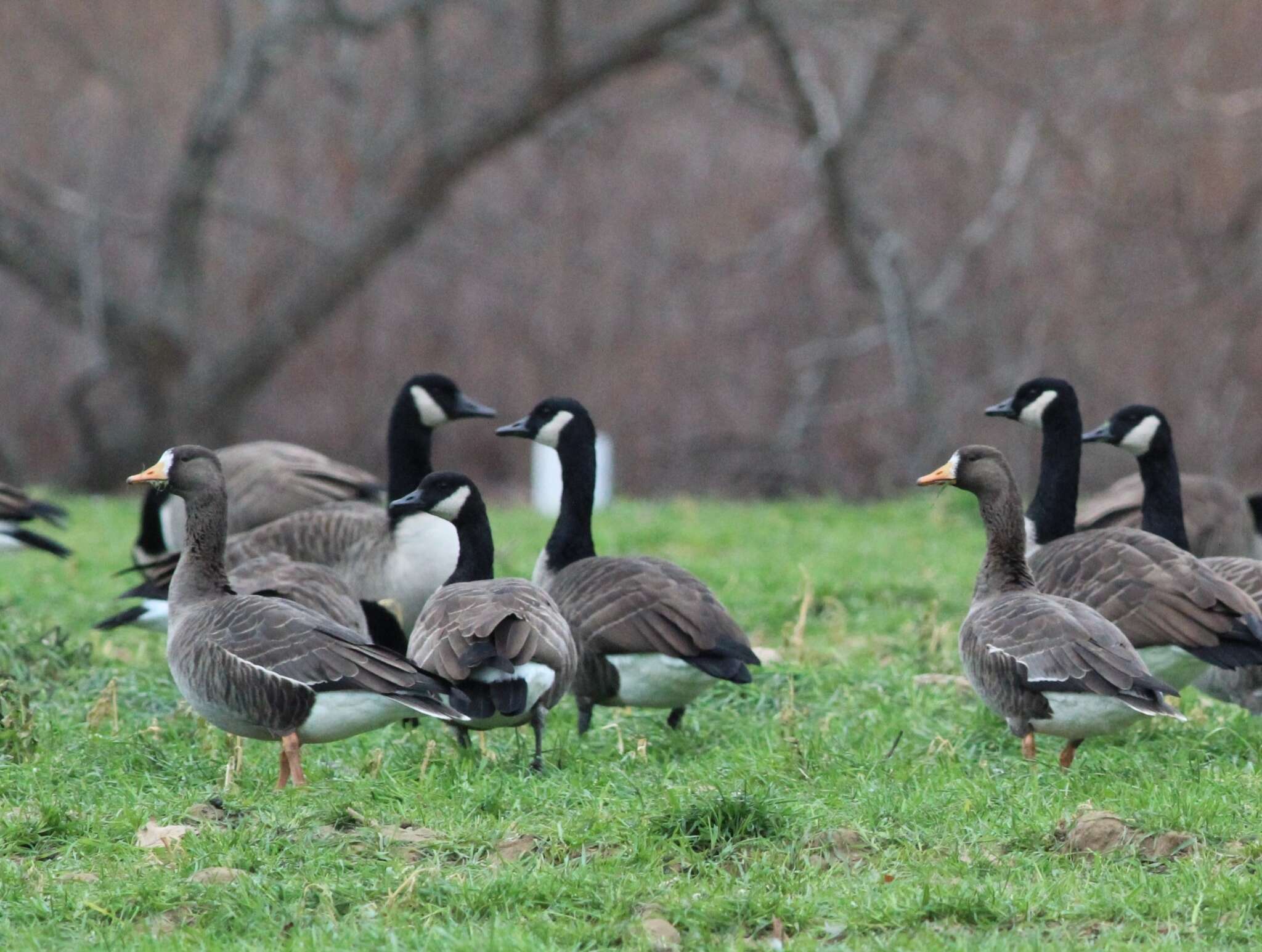 Image of Greenland White-fronted Goose