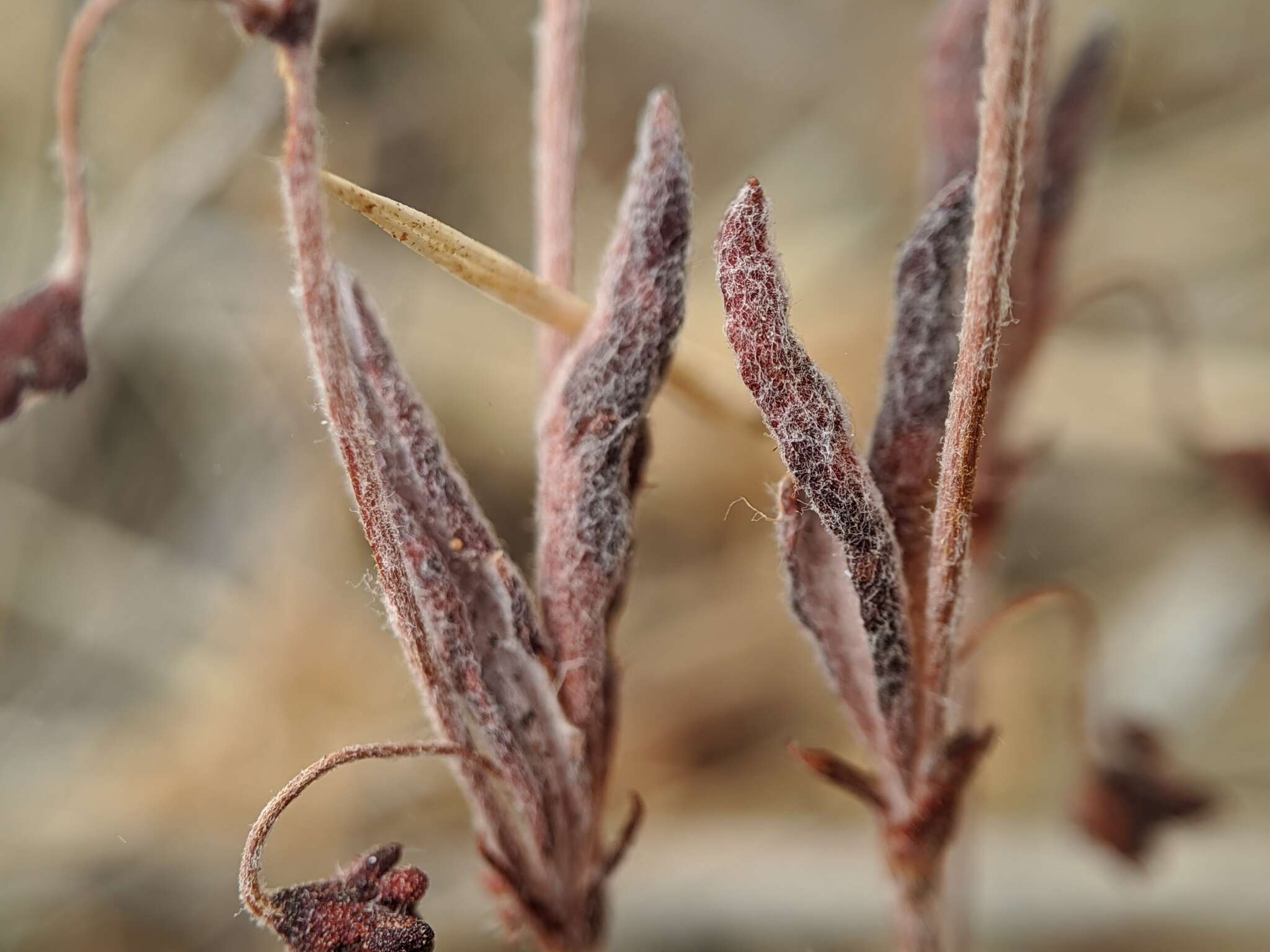 Image of twotooth buckwheat