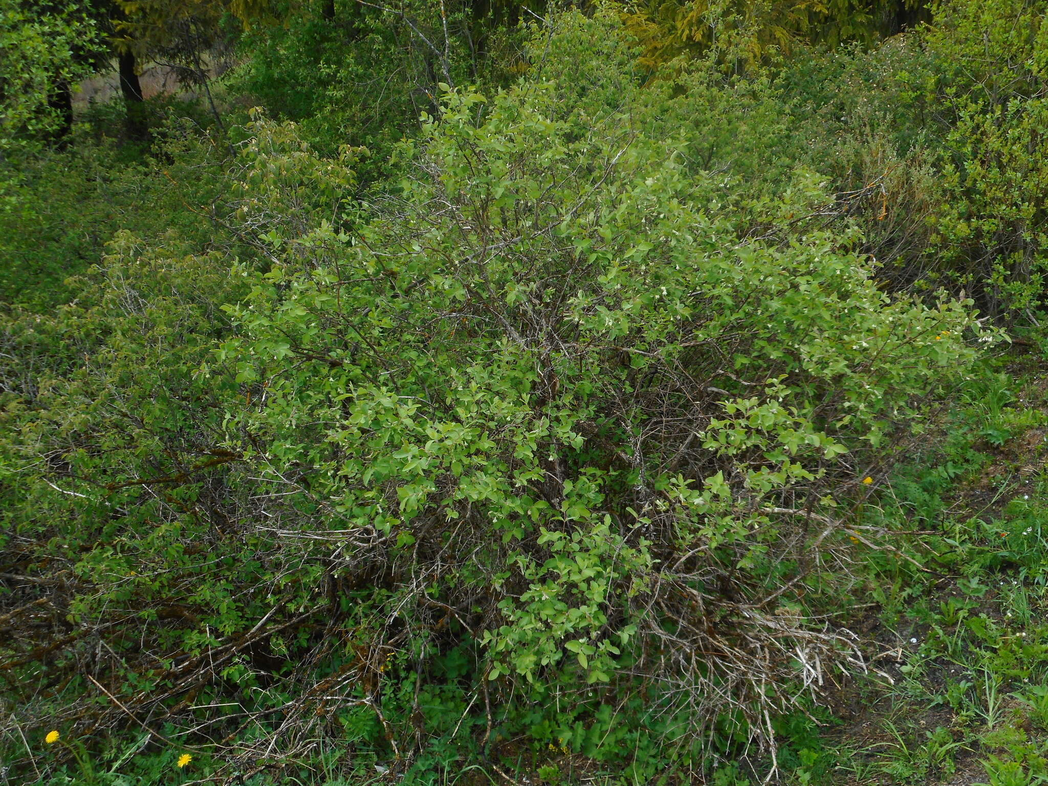 Image of Lonicera caerulea subsp. baltica (Pojark.) N. N. Tzvelev