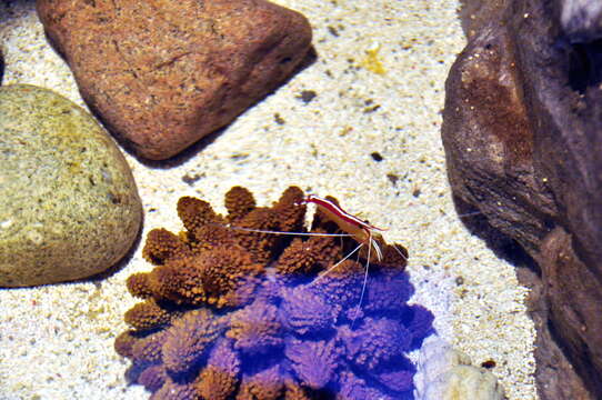 Image of Scarlet cleaner shrimp