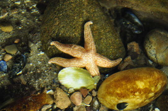 Image of Common sea star