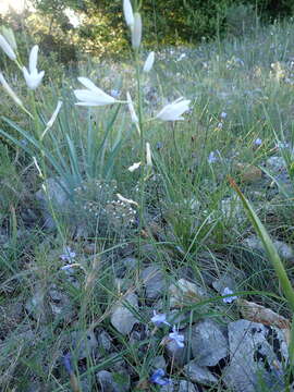 Plancia ëd Anthericum liliago L.