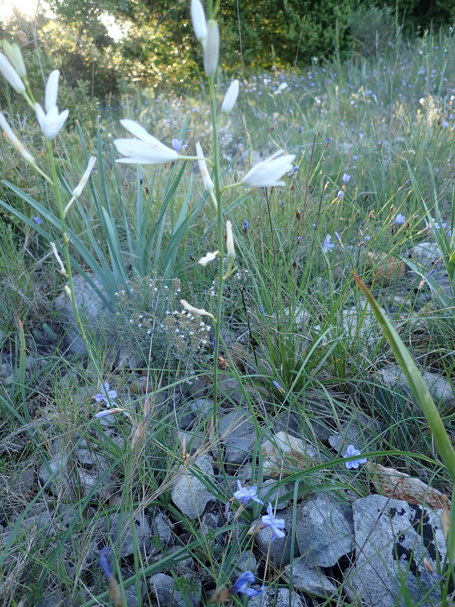 Image of St. Bernard’s lily