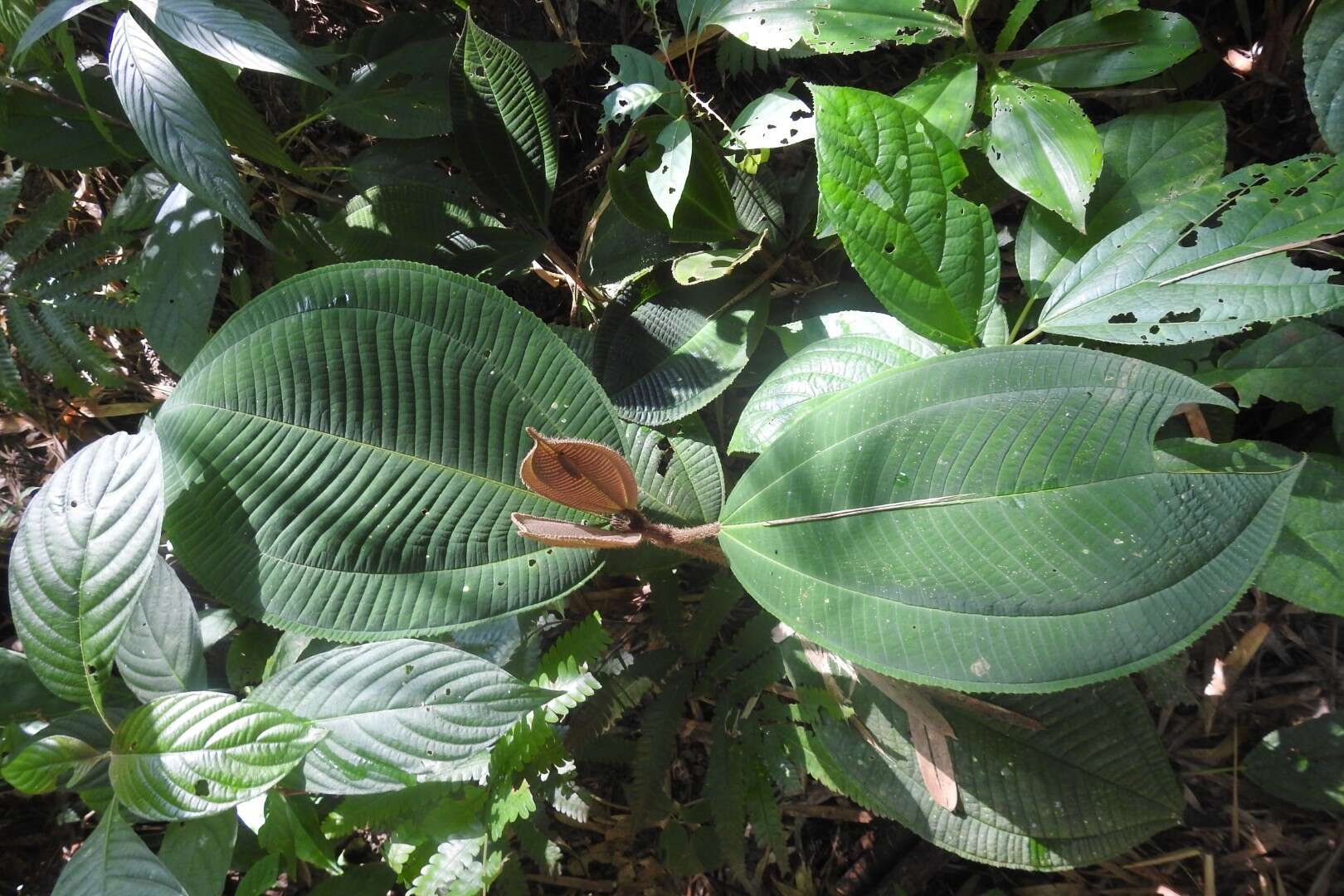 Image of Miconia paleacea Cogn.