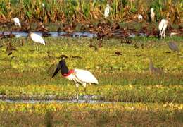 Image of Jabiru Hellmayr 1906