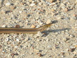 Image of Glass Lizards