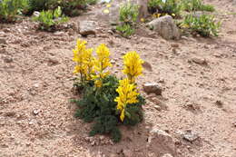 Image de Corydalis gortschakovii Schrenk