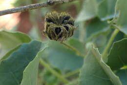 Image of Abutilon austroafricanum Hochr.