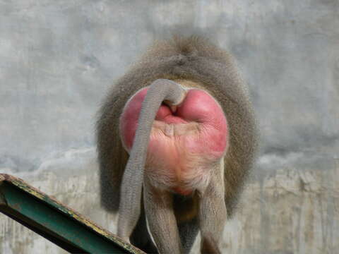 Image of Baboon