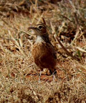 Imagem de Chersomanes albofasciata alticola Roberts 1932