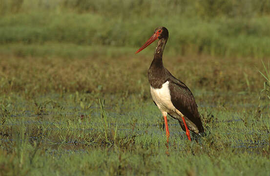 Image of Black Stork