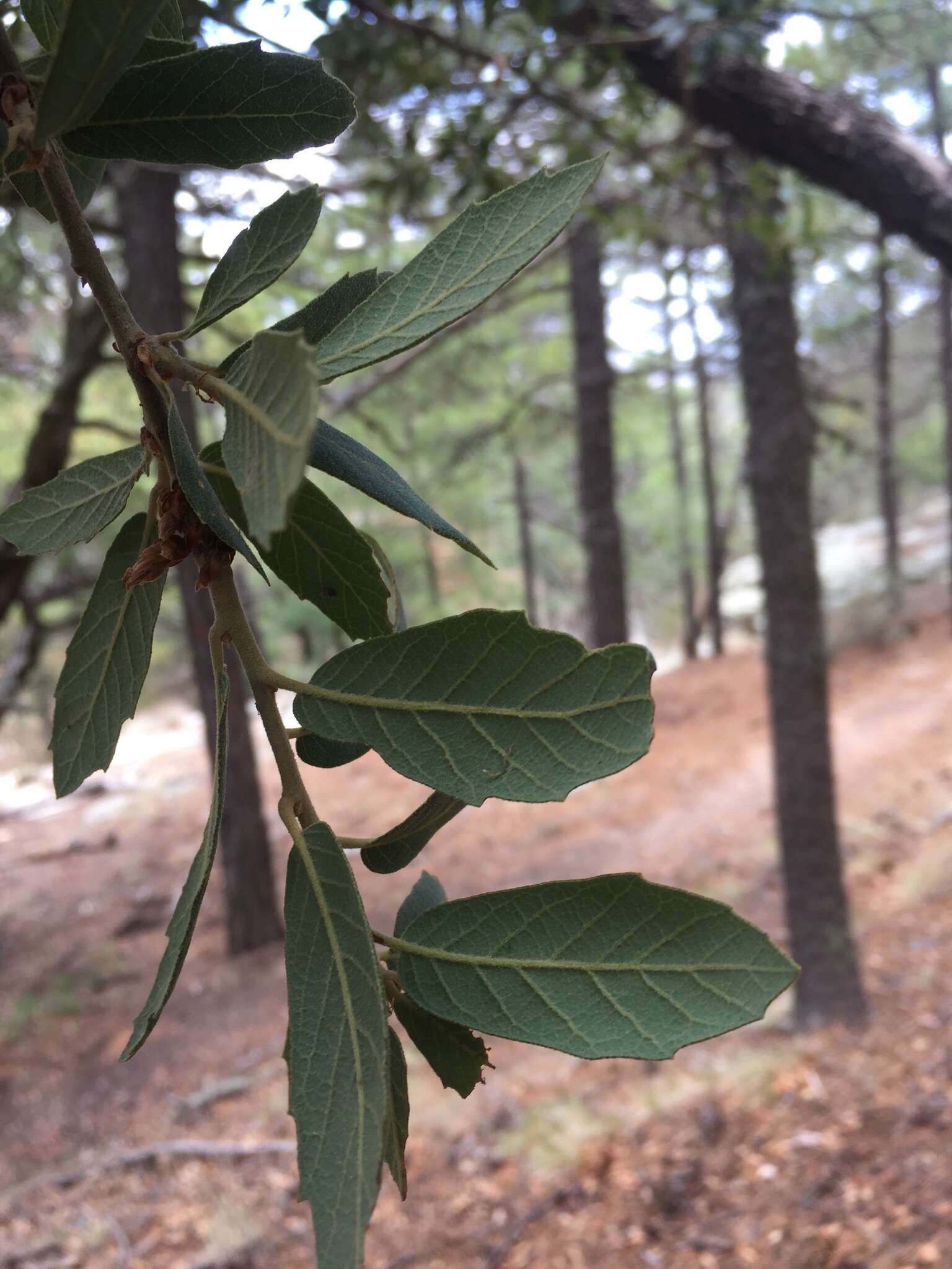 Imagem de Quercus arizonica Sarg.