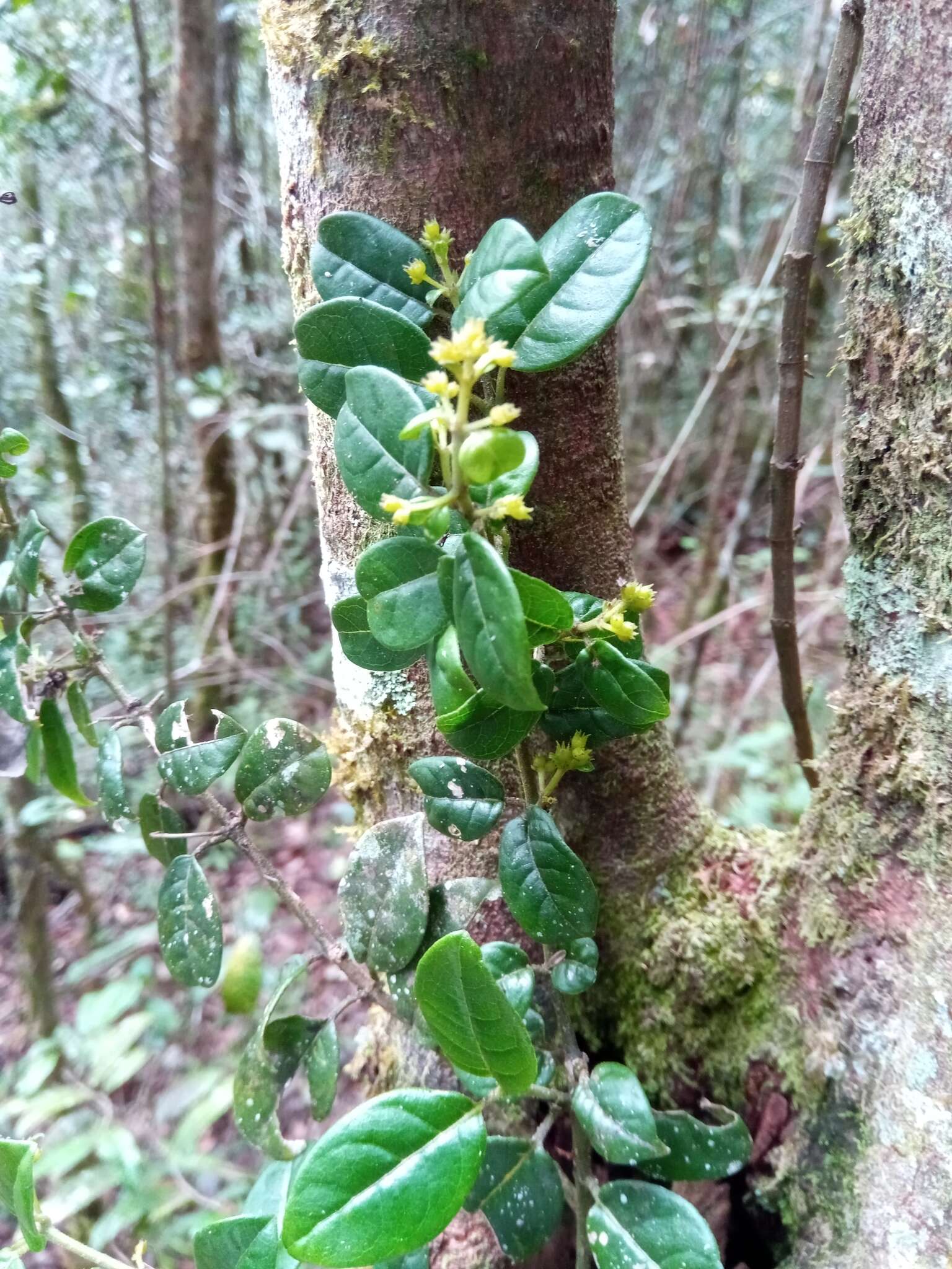 Plancia ëd Danais microcarpa Baker