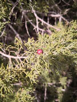 Image of Juniperus phoenicea subsp. turbinata (Guss.) Nyman