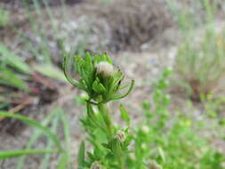 Image of Gulf of St. Lawrence aster