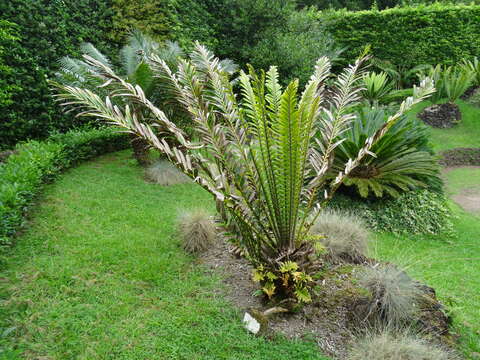 Image of Mombasa Cycad