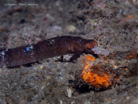 Image of White-nose Pipefish