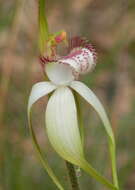 Image of Caladenia longicauda Lindl.