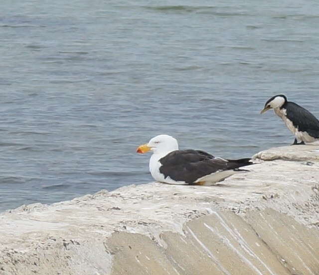 Image of Pacific Gull