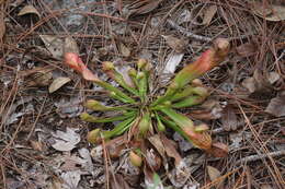 Image of pitcherplant