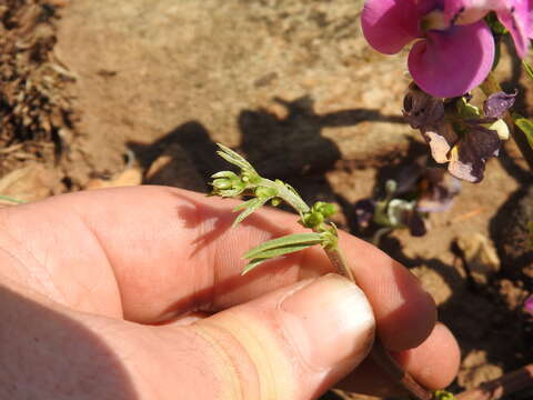 Sphenostylis angustifolia Sond.的圖片