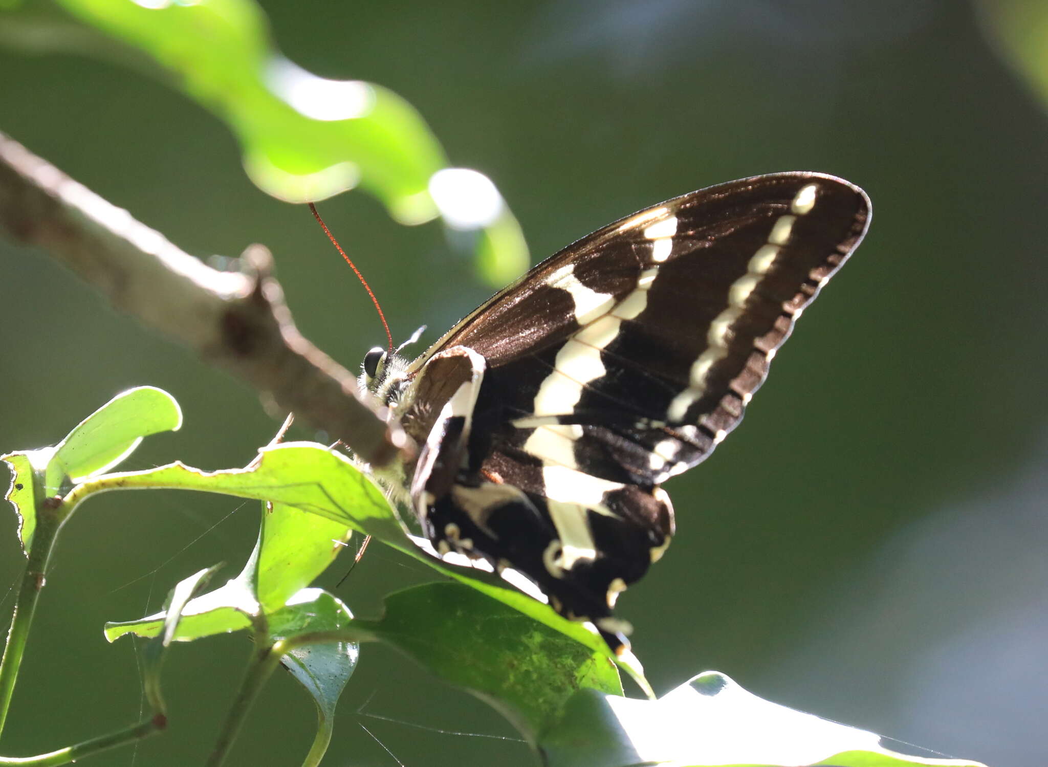 Image of Papilio delalandei Godart (1824)