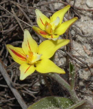 Image of Caladenia flava R. Br.