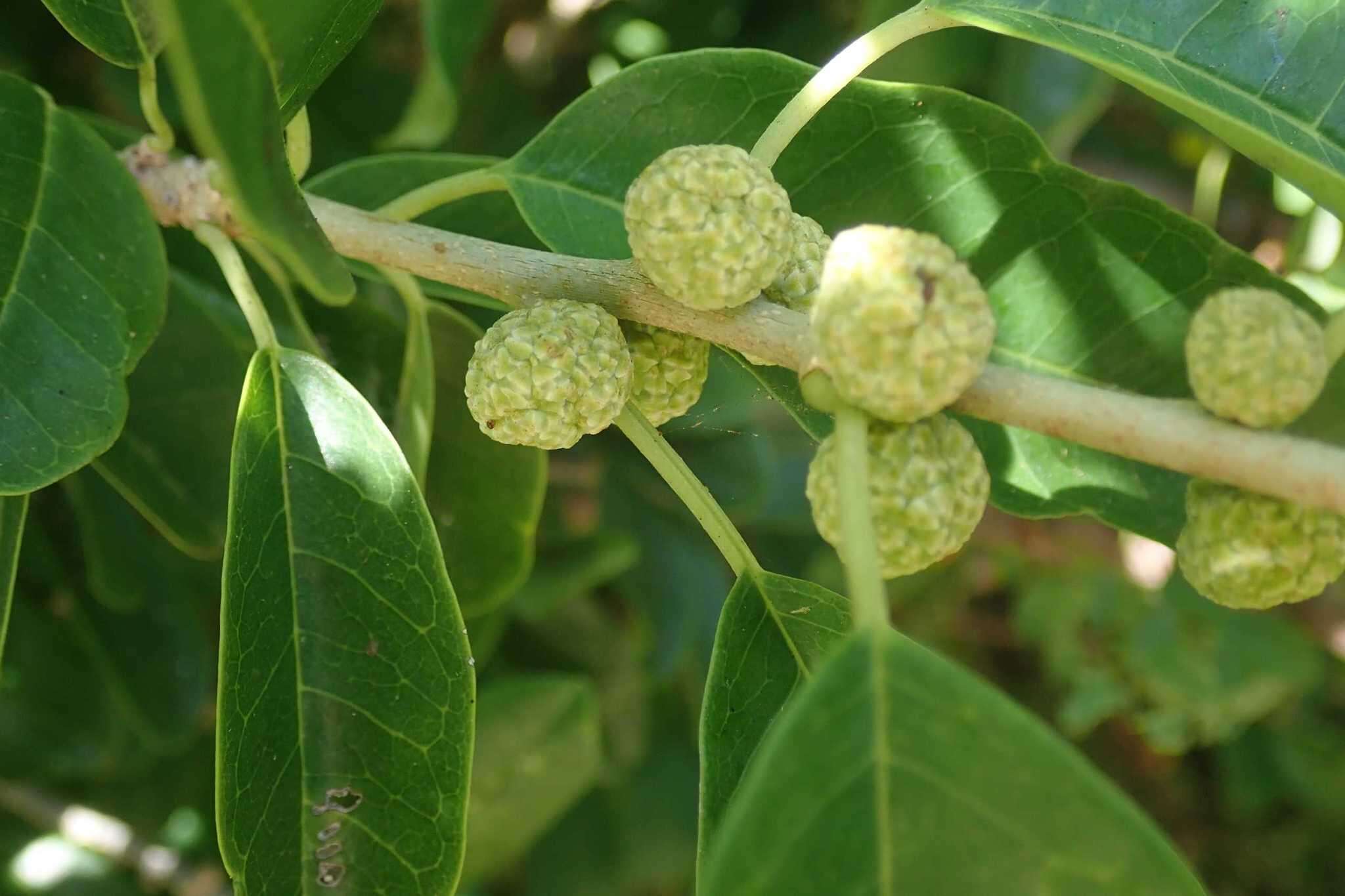 Image of African osage-orange