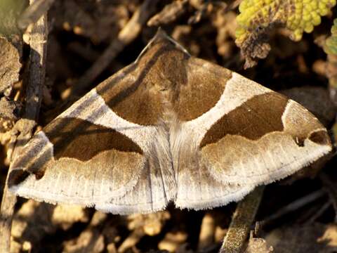 Image of Dysgonia algira Linnaeus 1767