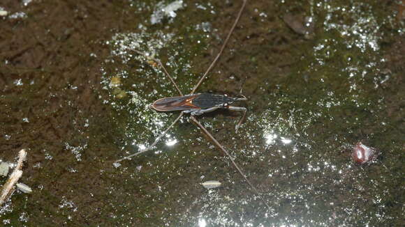 Image of Gerris argenticollis Parshley 1916