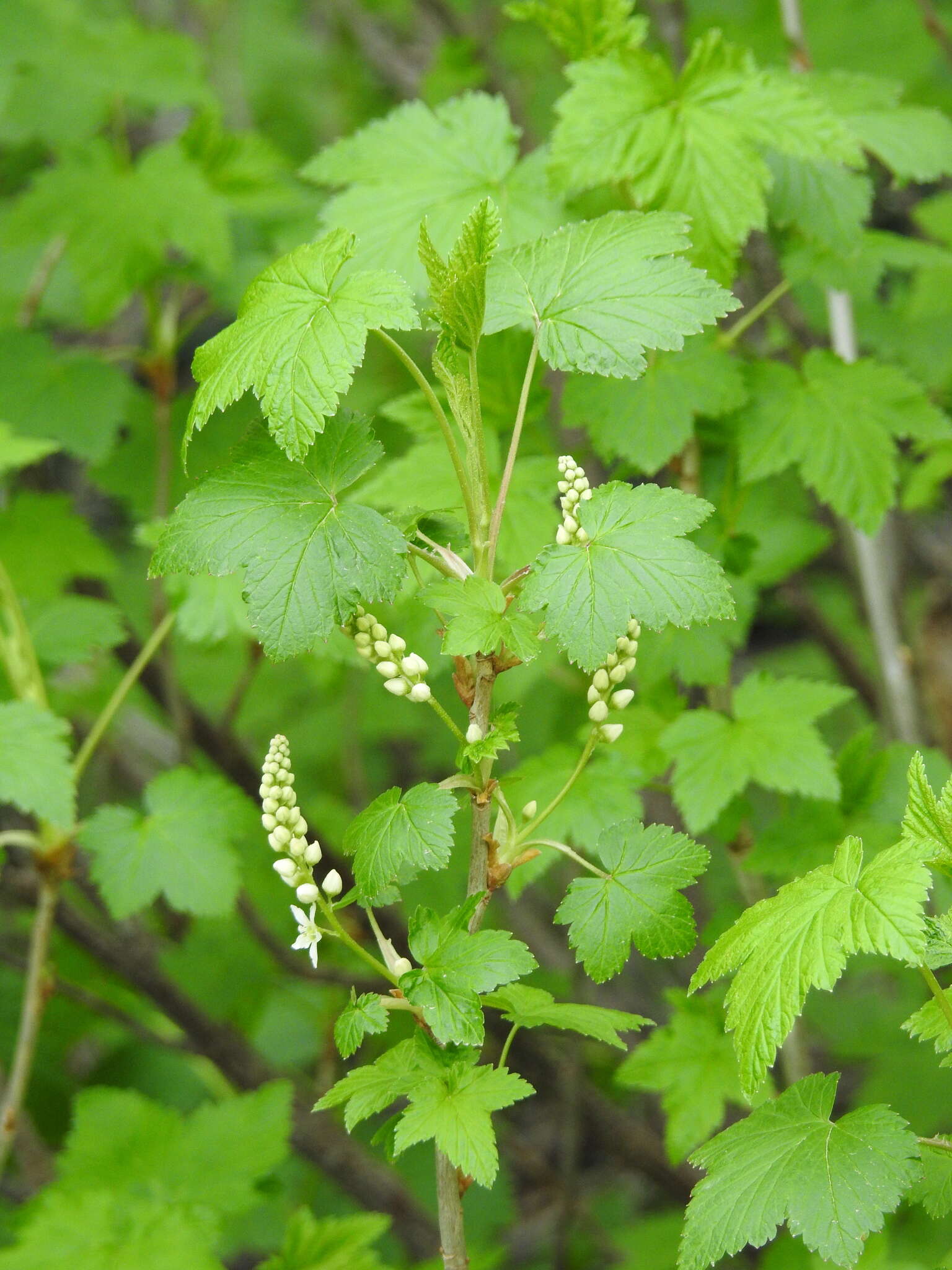 Image of western black currant