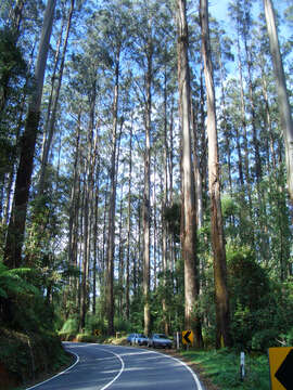 Image de Eucalyptus regnans F. Müll.