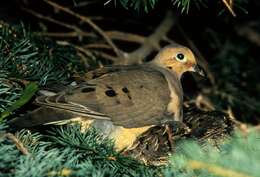 Image of American Mourning Dove