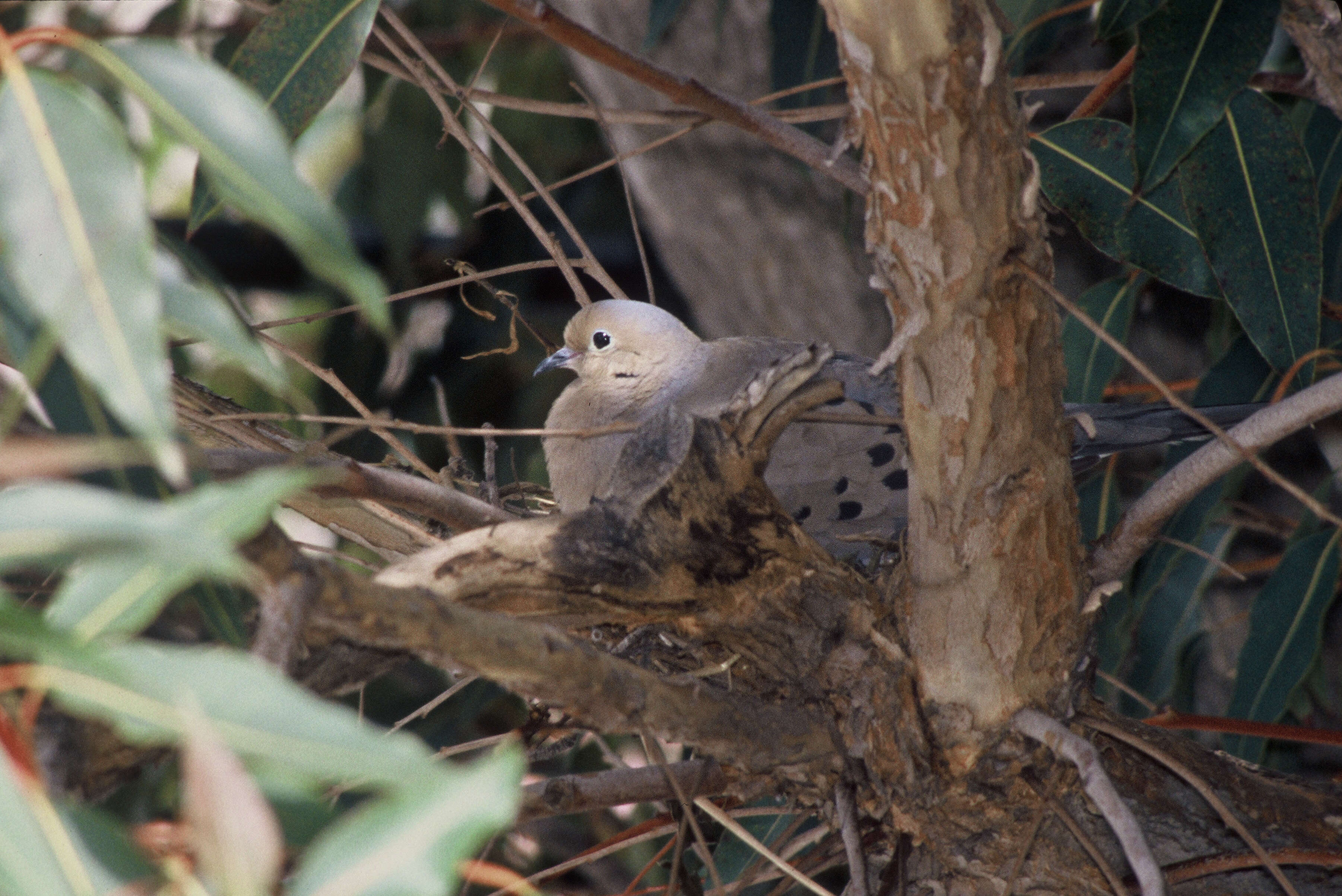 Image of American Mourning Dove