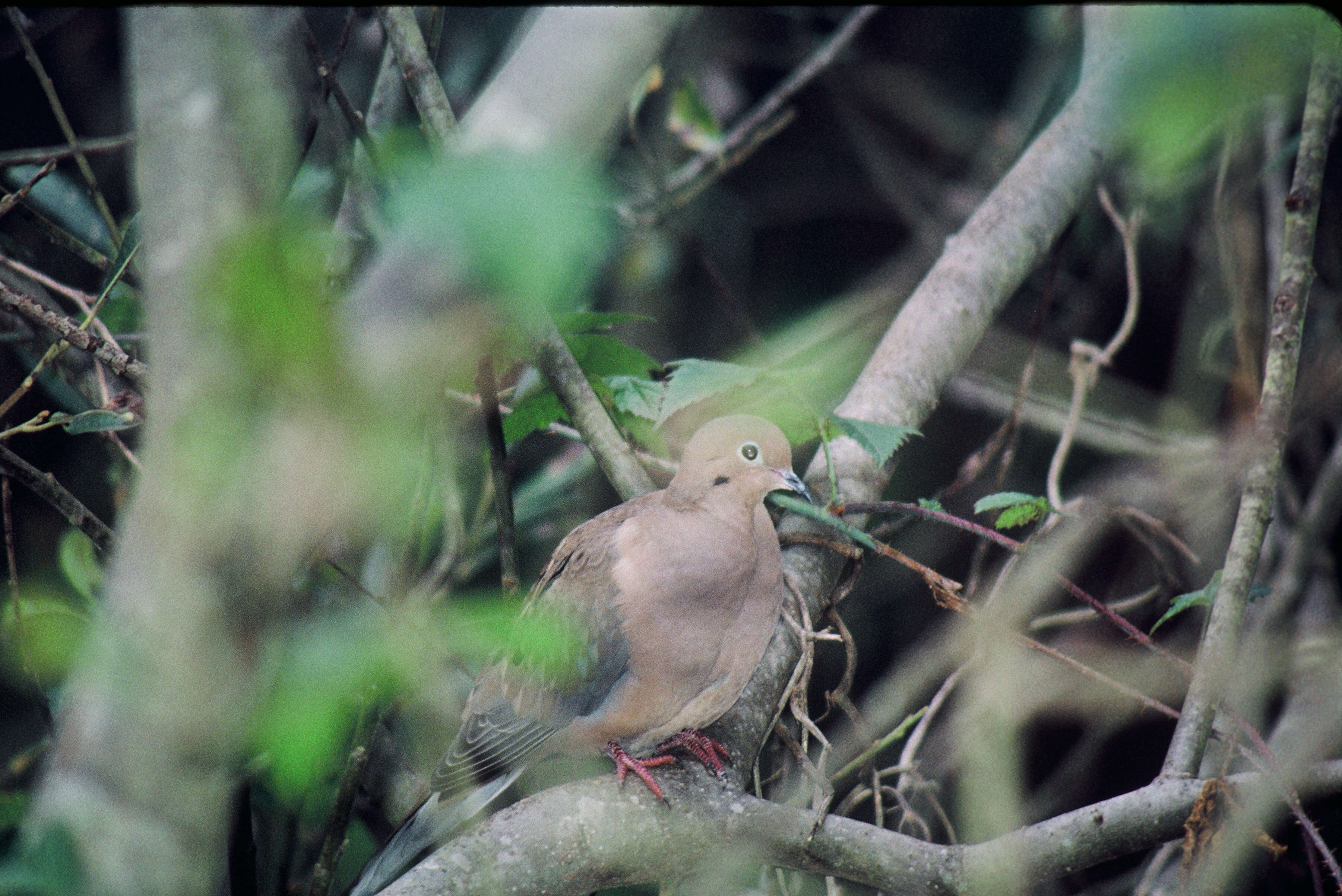 Image of American Mourning Dove